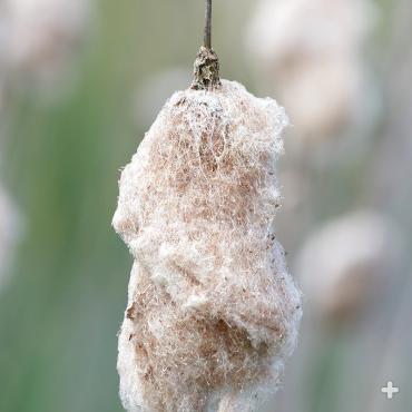 Cattail shedding seeds
