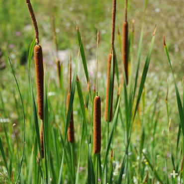 Cattails with male and female flowers