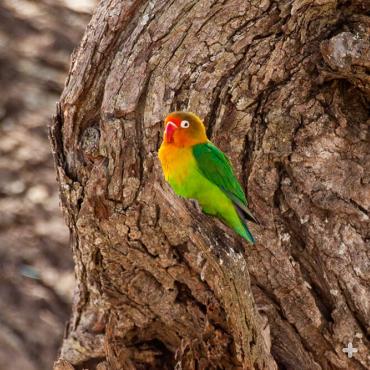 Fischer's Lovebird | San Diego Zoo Animals & Plants