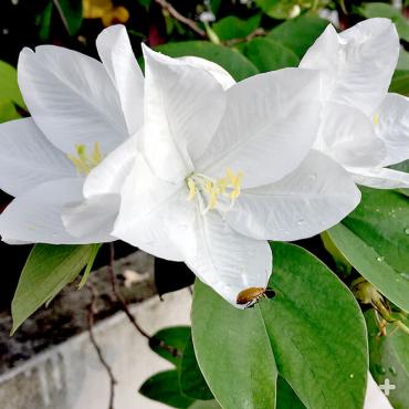 Snowy orchid tree Bauhinia acuminata