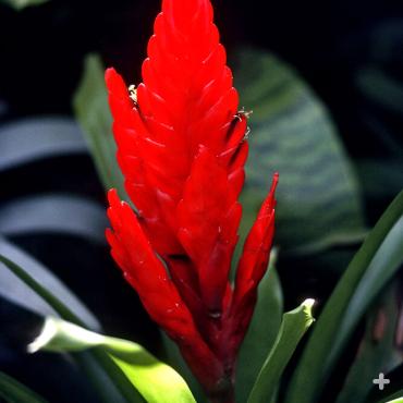 Depending on the variety of the bromeliad, the stalk may be long and put out flowers above the leaves, or flowers may bloom inside the leaf cup.