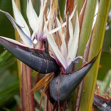 Bird-of-paradise (Plant) | San Diego Zoo Animals & Plants