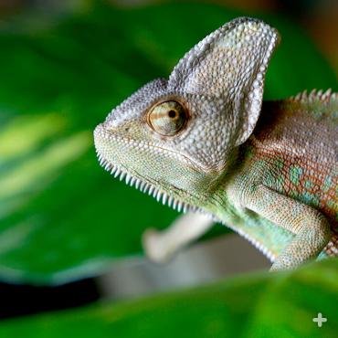 Chameleon | San Diego Zoo Animals & Plants Chameleon | San Diego Zoo Animals & Plants