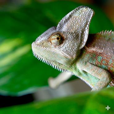 If a chameleon's eyes were covered, would it still be able to