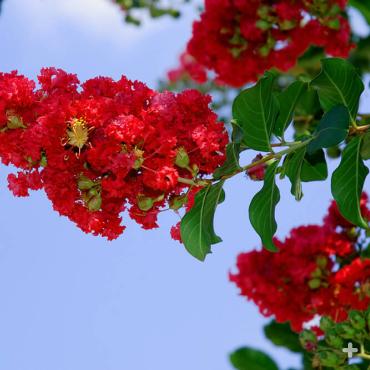 Red crape myrtle flowers