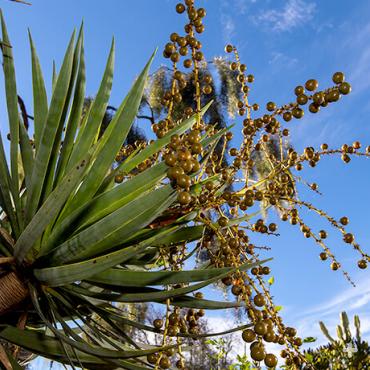 Dragon tree fruit