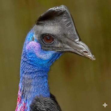 Dwarf cassowary