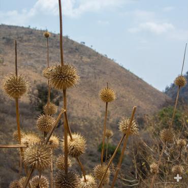 Dried lion's tail flowers house seeds