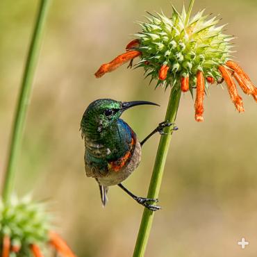 Sunbirds pollinate lion's tail when they feast on its nectar.