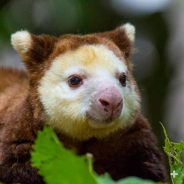 matschie s tree kangaroo