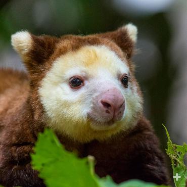 Matschie's tree kangaroo