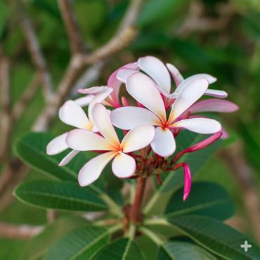 Pink plumeria growing on a tree