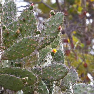 Prickly pear pads with cochineal insect infestation