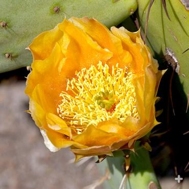 Yellow prickly pear blossom