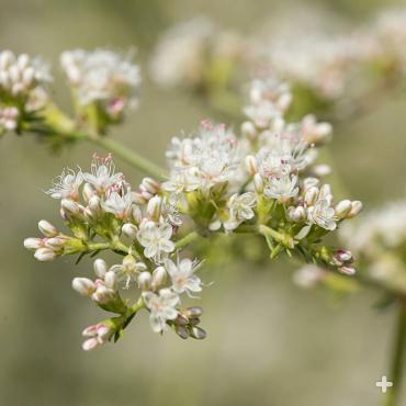 A cluster of wild buckwheat flowers