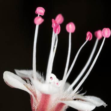 Macro close-up of a single wild buckwheat flower