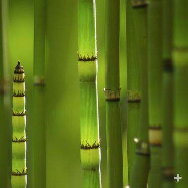 Closeup view of horsetail reed