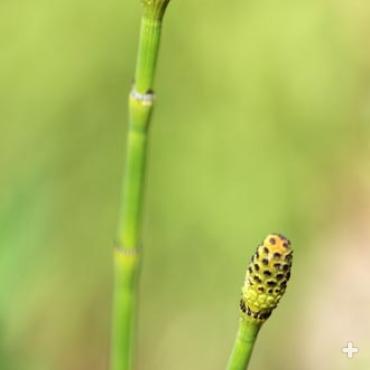 The spore-bearing, cone-like structure on the tip of a horsetail reed is called a strobilus