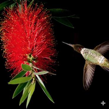 Hummingbird approaching bottlebrush bloom