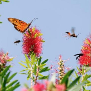 Pollinators flying around bottlebrush tree