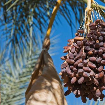 Dates ready to harvest in Indio, California.