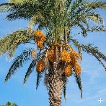 Date palm tree