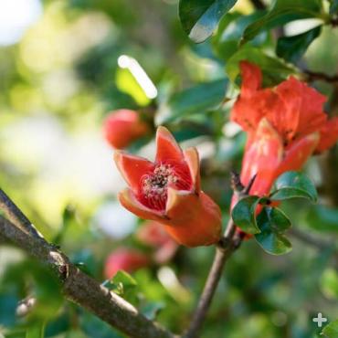 Pomegranate blooms
