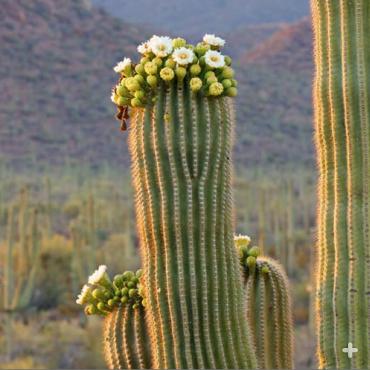 Blooms atop a saguaro