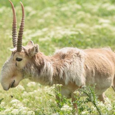 Male saiga are heavily hunted for their horns, which are used in Asian folk remedies (with no proven scientific efficacy).