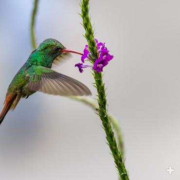 Blue porterweed with hummingbird