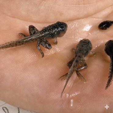 Goliath frog tadpoles and froglets.