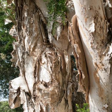 Paperbark tree trunk with name-sake peeling "paper bark."