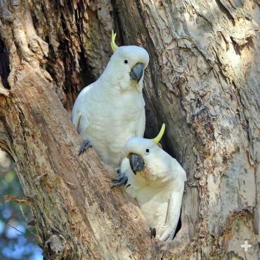 Cockatoo pair nesting in the hollow of an Australian paperbark tree.