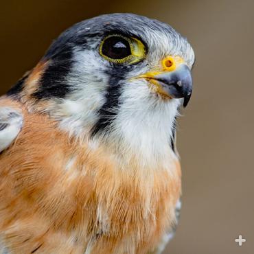 The American kestrel is the smallest and most common falcon in North America. 