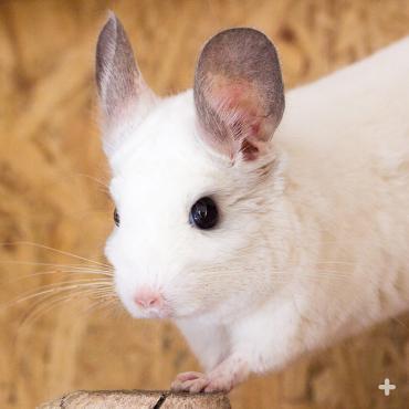 Chinchillas are typically nocturnal. They are found in a variety of colors including gray, brown, beige black, and white.
