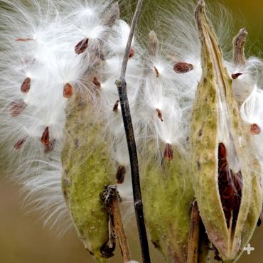 Each seed is equipped with silky, fluffy hairs (sometimes called floss) that catch the wind and help the seed disperse.