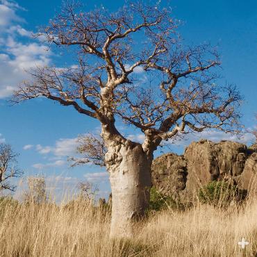 Australian baob tree.