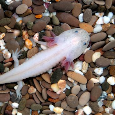 Axolotl San Diego Zoo Animals Plants