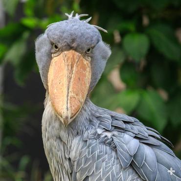 Shoebill