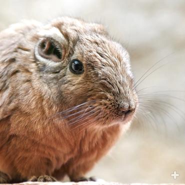 Thick fur helps protect the gundi from extreme cold or heat.