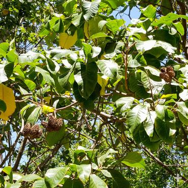 The Cape chestnut tree does not bear chestnuts. Instead, it bears bumpy five-lobed fruit with black, half-moon-shaped seeds inside.