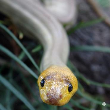 Woma python.