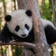 Giant Panda Cub In Tree #1 Coffee Mug by San Diego Zoo - Animals and Earth  - Website