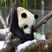 Giant pandas are curious and playful, especially when they’re young. 