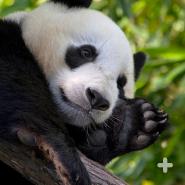 Giant pandas are solitary creatures and except for during the short mating season and times when mothers are raising cubs, they prefer to live alone.