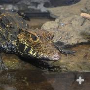 West African dwarf crocodiles live among the dense forest and slow-moving rivers of West Africa.