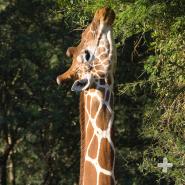 A giraffe's prehensile tongue and lips are adapted for reaching around the sharp thorns of acacia branches and grasping the leaves.