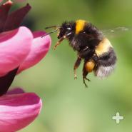 Bumblebees feed on nectar (like honeybees) and use their long, hairy tongue to lap up the ambrosia. 