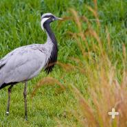 Demoiselle cranes move from breeding grounds in Asia or Eastern Europe to wintering grounds in India or North Africa.