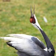 Cranes like this Indian sarus crane use a variety of visual displays to communicate with each other.